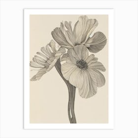 Anemone Vintage Botanical 2 Flower Art Print