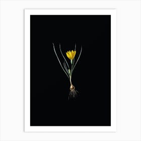 Vintage Ixia Filifolia Botanical Illustration on Solid Black n.0313 Art Print