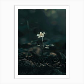 Small Flower In The Dark Art Print