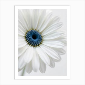 White Daisy Art Print