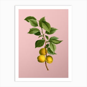 Vintage Briancon Apricot Botanical on Soft Pink n.0950 Art Print