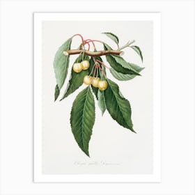 Cherry (Cerasus Duracina) From Pomona Italiana (1817 - 1839), Giorgio Gallesio Art Print