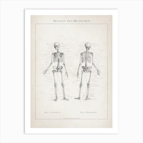 Vintage Meyers 7 Skelett Des Menschen Art Print