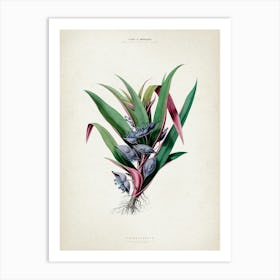 Vintage Denisse 1 Tradescantia Art Print