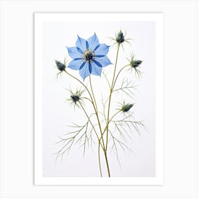 Pressed Flower Botanical Art Love In A Mist Nigella 1 Art Print