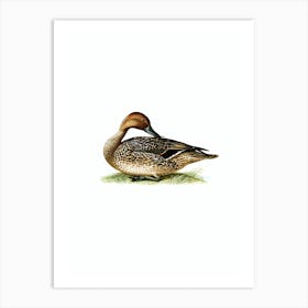 Vintage Northern Pintail Bird Illustration on Pure White n.0219 Art Print