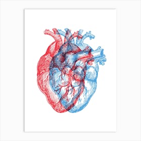 Human Heart Illustration Art Print