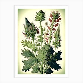 Spikenard Herb Vintage Botanical Art Print