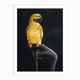 Golden Parrot On Hand Art Print