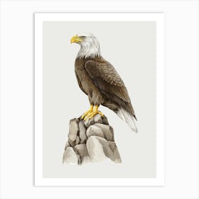 Bald Eagle 2 Art Print