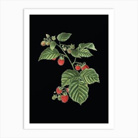 Vintage Raspberry Botanical Illustration on Solid Black n.0596 Art Print