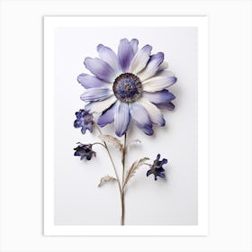 Pressed Flower Botanical Art Cineraria Art Print