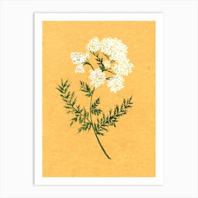 Yarrow Country Wildflower Art Print