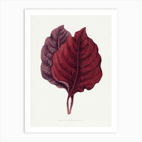 Vintage Botanical Art Print _2643241 Art Print