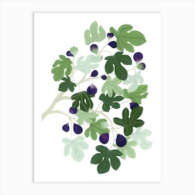Mediterranean Plant Fig Tree Botanical Painting Art Print