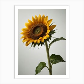 Sunflower 9 Art Print