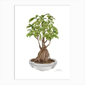 Bonsai Tree.A fine artistic print that decorates the place. 1 Art Print