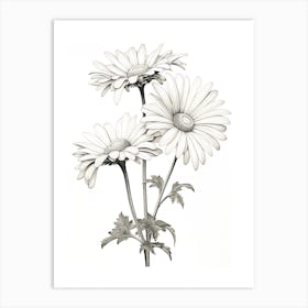 Daisies Flower Vintage Botanical 0 Art Print