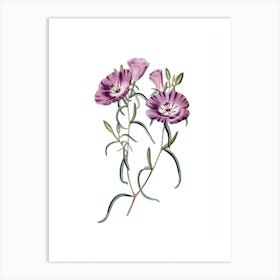 Vintage Purple Chilian Primrose Botanical Illustration on Pure White Art Print