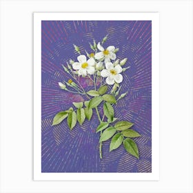 Vintage Musk Rose Botanical Illustration on Veri Peri n.0351 Art Print