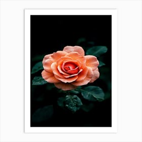 Orange Rose 12 Art Print