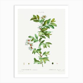 Vaccinium Amoenum, Pierre Joseph Redoute Art Print