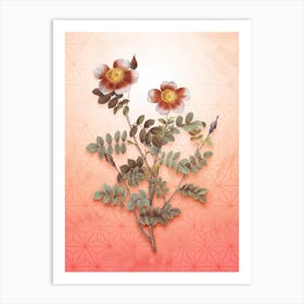 Variegated Burnet Rose Vintage Botanical in Peach Fuzz Asanoha Star Pattern n.0217 Art Print