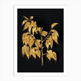 Vintage Common Hackberry Botanical in Gold on Black n.0007 Art Print