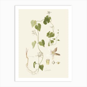 Ivy flowers Art Print