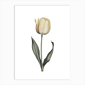 Elegant Yellow Tulip Botanical Illustration Art Print