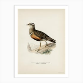 Eurasian Dotterel, The Von Wright Brothers Art Print