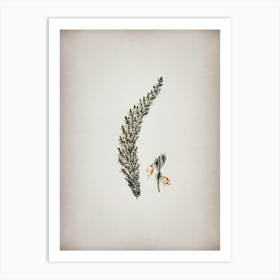 Vintage Bell Bearing Heath Flower Branch Botanical on Parchment n.0394 Art Print