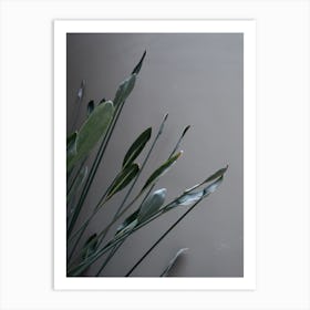 Green leaves against concrete Art Print