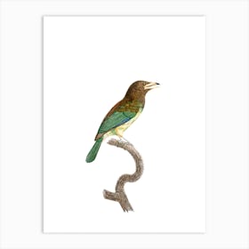 Vintage Great Barbet Bird Illustration on Pure White Art Print