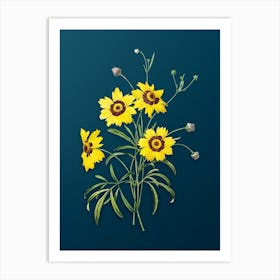 Vintage Coreopsis Elegans Botanical Art on Teal Blue n.0704 Art Print