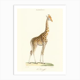 Giraffe Art Print