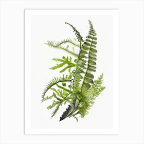 Mountain Spleenwort Watercolour Art Print