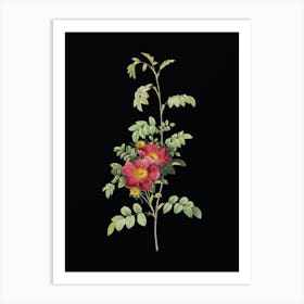 Vintage Alpine Rose Botanical Illustration on Solid Black n.0945 Art Print