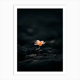 Flower In The Dark 52 Art Print