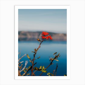 Crater Lake Berries Art Print