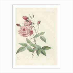 Rose Illustration, Pierre Joseph Redoute (29) Art Print