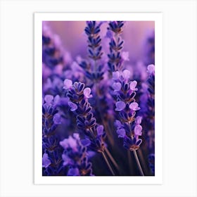 Lavender Flowers 4 Art Print