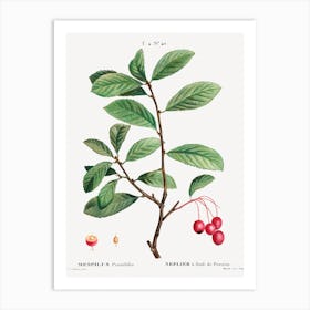 Broad Leaved Cockspur Thorn, Pierre Joseph Redoute Art Print