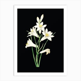 Vintage St. Bruno's Lily Botanical Illustration on Solid Black n.0768 Art Print