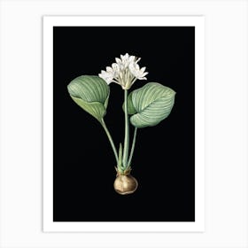 Vintage Cardwell Lily Botanical Illustration on Solid Black n.0253 Art Print