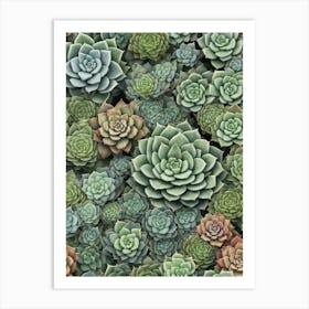 Succulents 3 Art Print