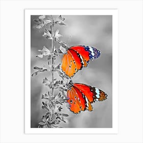 Two Butterflies On A Plant Art Print