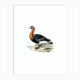 Vintage Red Breasted Goose Bird Illustration on Pure White Art Print