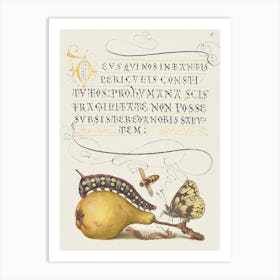 Fly, Caterpillar, Pear, And Centipede From Mira Calligraphiae Monumenta, Joris Hoefnagel Art Print