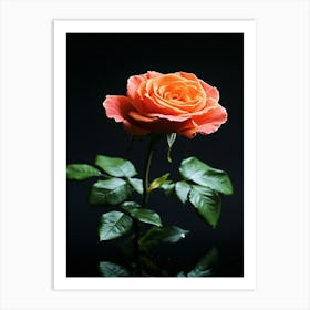 Orange Rose On Black Background 19 Art Print